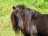 Pony dunkelbraun mit langer Mähne